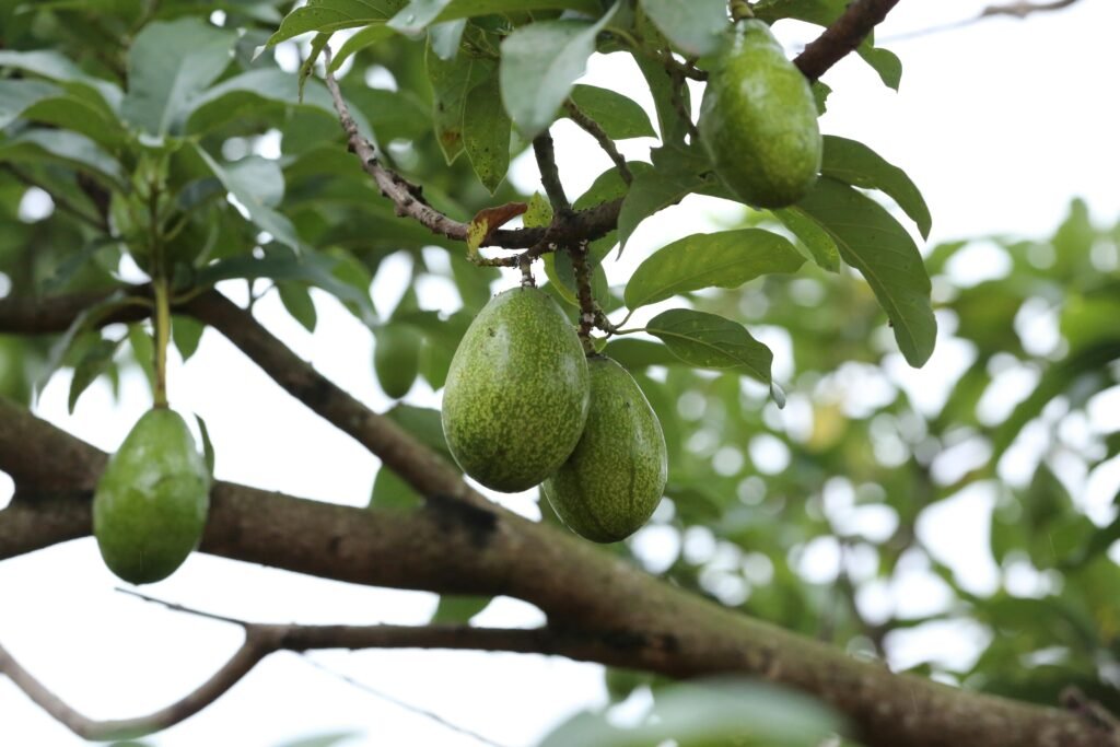 ផ្លែប័រ Advocado