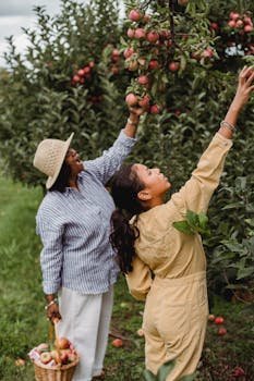 Two women picking ripe apples in a lush outdoor orchard.